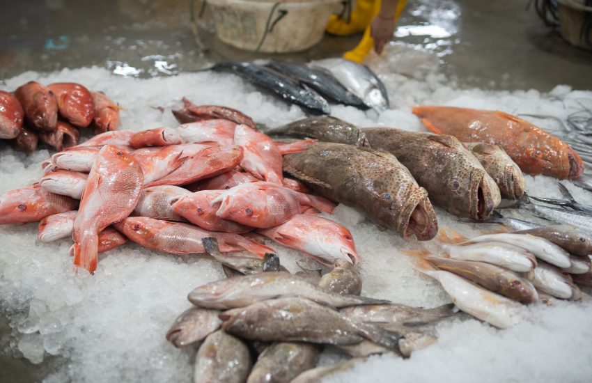 Jurong Fishery Port Tour